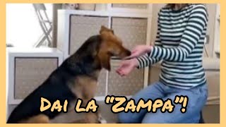 Come insegnare al cane a dare la zampa trick semplice in 1 minuto cane cani trick [upl. by Westhead787]