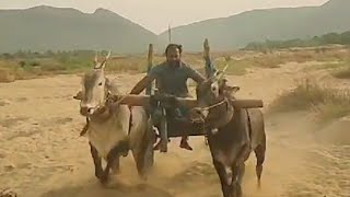 Bull cot training on river sand [upl. by Acnairb]