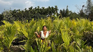 Arecanutsupari best varietyhighest yeilding 35 to 40 kg per plantAssam food forest nursery [upl. by Nnylsaj]