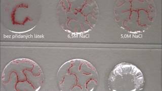 Experiment with pattern forming of decanol and decanoate [upl. by Erlina789]