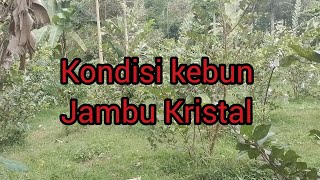 kondisi kebun jambu kristal di sore hari [upl. by Leahcimnaj615]