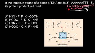 Template Strand of the DNA Codons and Amino Acids [upl. by Sanfo731]