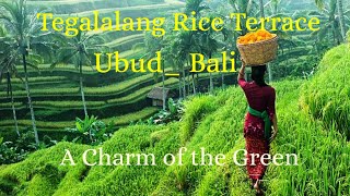 Tegalalang Rice Terrace Ubud Bali  A Charm of The Greentegalalang ubudbali theblueofindonesia [upl. by Inalel487]