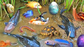 Amazing Catching Goldfish Koi Fish Ornamental Fish Frogs or American Turtle  Made forfish 11 [upl. by Eiahpets]