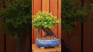 Bonsai Stephanandra with nice trunk ❤️ [upl. by Novyar]