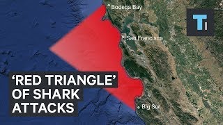 The Red Triangle off the California coast is known for great white shark attacks [upl. by Milurd]