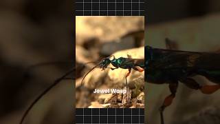 Emerald cockroach wasp Jewel wasp science sciencefacts [upl. by Thorstein]