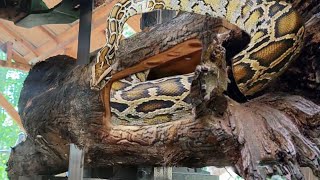 Anaconda nest destruction  Split in two pieces of Australian teak wood  Sawmills [upl. by Knick27]