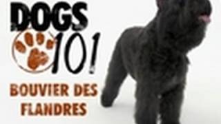 Dogs 101  Bouvier Des Flandres [upl. by Nevaj]