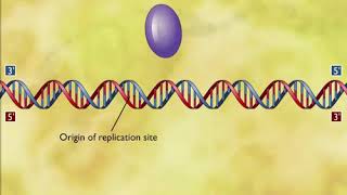 DNA replication animation [upl. by Gasper297]