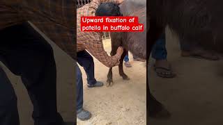 Upward fixation of patella in buffalo calf l MPD l dr umar khan [upl. by Vokaay875]