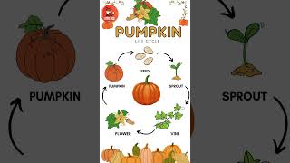 Lifecycle of a Pumpkin in English for Kids kids vegetables pumpkin [upl. by Toomin]