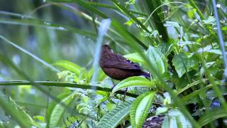 The Vinaceous Rosefinch Female 酒紅朱雀母 [upl. by Howlond]