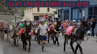 Idaho Springs Burro Race 2022 [upl. by Eatnod]