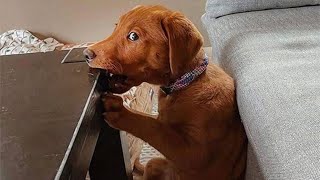 50 Funny Animal Videos To Crack You Up All Long Day [upl. by Ttelracs]