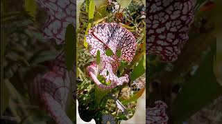 Bees and Pitcher Plants Part 1 shorts insects [upl. by Mauro181]