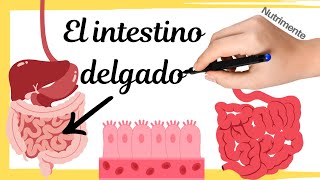 El INTESTINO DELGADO Digestión y Absorción  Sistema Digestivo [upl. by Edelstein]