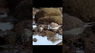 Snowy Plover stutterstep scamper nonpareil cuteness bird [upl. by Mickey]