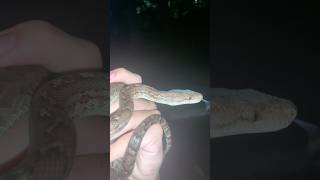 Adult Hispaniolan Boa herping snake reptilelove cute naturelovers animalshorts beautiful [upl. by Aihsik527]