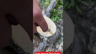 Why so expensive agarwoodhow to inoculation agarwood agriculture agarwood farming [upl. by Enale]