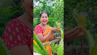 আজকে রান্নার ভিডিও করতেএসে হঠাৎ করে দেখলাম😱  shorts food draganfruit [upl. by Etterual38]