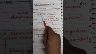 fermentation  types of fermentation Respiration in plant biology 🩺📝 [upl. by Oliy]