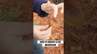 Tips on How to Identify a Cortinarius Mushroom mushroom naturaldye fungi [upl. by Grunenwald]