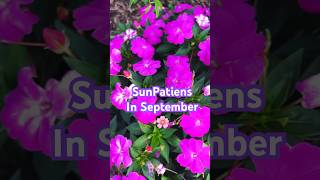 SunPatiens in 7b September garden 🌸 sunpatiens septembergarden shorts fallplanting [upl. by Eirrol]