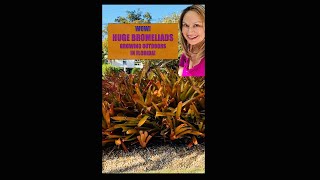 BROMELIAD GARDENS Huge Bromeliads Growing in the Ground Florida Gardening Shorts Shirley Bovshow [upl. by Osnohpla]