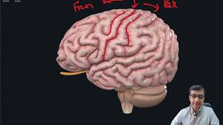 Cerebral Cortex Gross Anatomy External [upl. by Gretta]