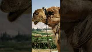 Why do camels spit conspiracydoc facts animals travelvlog [upl. by Schroder]