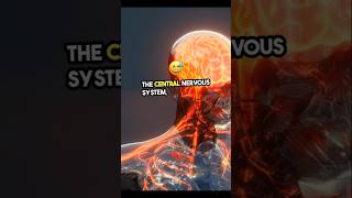 The Master Control Your Central Nervous System [upl. by Ennazus92]