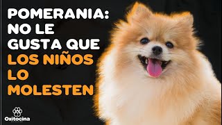 POMERANIA 9 COSAS que debes saber [upl. by Legnaros]