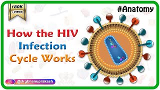 How the HIV Infection Cycle Works  Animated microbiology [upl. by Ernestus]