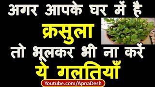 आपके पास भी है क्रसुला तो भूलकर भी ना करें ये गलतियाँ  Crassula plant kis disha me lagaye  क्रसुला [upl. by Eniladam]