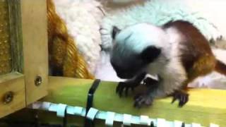 1 month old pied tamarin baby [upl. by Aynat964]