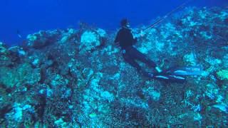 Spearfishing New Caledonia  Picot du large par Seb PEREZ  Extérieur Passe de Dumbéa [upl. by Kcirdnekel312]