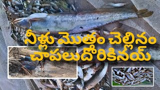 fish Hanting in vagu nillu metham challinam alugu chapalu [upl. by Kenay862]