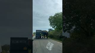 wild elephant attack Buttala Kataragama Road elephantattack elephant elephantsworld srilanka [upl. by Towers319]