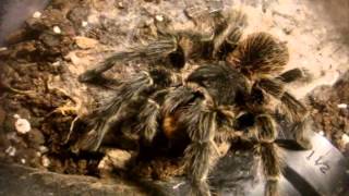 Tarantula Feeding Video 106  Featuring Explosive Thundering [upl. by Quinton]