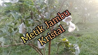 mencari buah jambu kristal [upl. by Zina915]