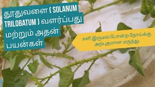 தூதுவளை  Solanum trilobatum  வளர்ப்பது மற்றும் அதன் பயன்கள் [upl. by Nedloh]