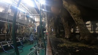 Milking Cows On A Wisconsin Dairy [upl. by Nhar]