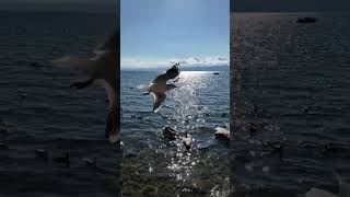 Birds Swan  Lake OHRID Macedonia autumn 2024 Охридско Езеро lakeohrid makedonija macedonia [upl. by Laurin]