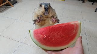 awesome sound when marmot eats watermelon [upl. by Gredel848]