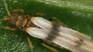 التربس Thrips حشرة [upl. by Geldens]