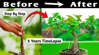 Bonsai Time Lapse [upl. by Adelina551]