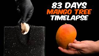 Mango Timelapse  Grows like a small palm tree [upl. by Ykcub]