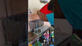 New 2 Feet Tank Setup For Goldfish🐟😍❤️ shortsgoldfish aquariumtankfishplantsranchugoldfish [upl. by Ladnyc]