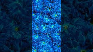 Blastomussa A Captivating Display of Coral Beauty in the Reef Tank shorts marineaquarium coral [upl. by Ecinahs]